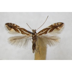 /filer/webapps/moths_gc/media/images/S/salictella_Phyllonorycter_A_ZSM_2.jpg