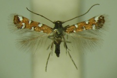 Porphyrosela gautengi