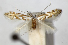 Phyllonorycter obtusifoliella