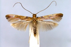 Caloptilia coruscans