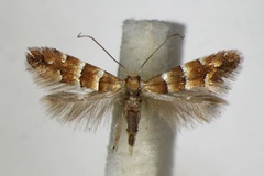 Phyllonorycter froelichiella