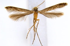 Diphtheroptila cornuta