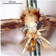 /filer/webapps/moths_gc/media/images/A/australis_Ornica_A48F_head1_ANIC.jpg