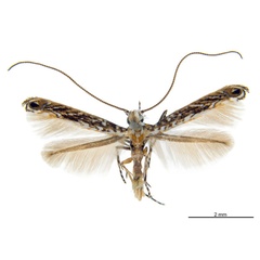 /filer/webapps/moths_gc/media/images/K/kakadu_Crotona_HT_De-Prins-etal_2025_38.jpg