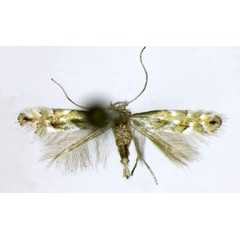 /filer/webapps/moths_gc/media/images/S/scuderella_Phyllonorycter_AF_Landry.jpg