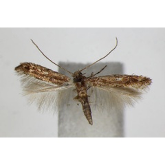 /filer/webapps/moths_gc/media/images/A/acaciella_Phyllonorycter_A_ZSM_2.jpg