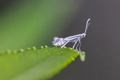 Phyllocnistis triandricola