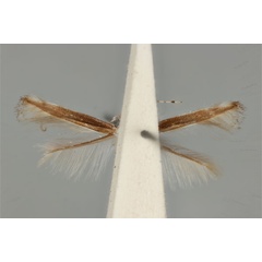 /filer/webapps/moths_gc/media/images/H/hedymopa_Acrocercops_ST_ANIC31-010806_ventral.jpg