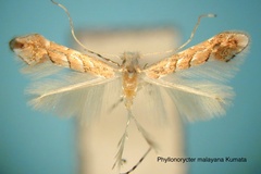 Phyllonorycter malayana