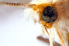 Epicephala breyniphaga