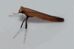 Caloptilia rhusina