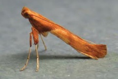 Caloptilia hemidactylella