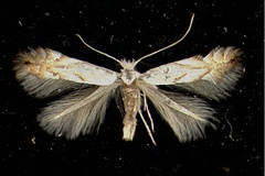 Phyllonorycter tenerella
