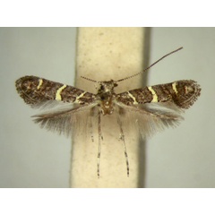 /filer/webapps/moths_gc/media/images/S/sclerochitoni_Ectropina_AT_TMSA5680.jpg