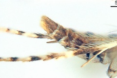 Gibbovalva lambertiae
