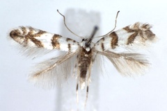 Phyllonorycter joannisi