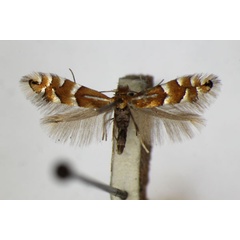 /filer/webapps/moths_gc/media/images/U/ulmifoliella_Phyllonorycter_A_ZSM.jpg