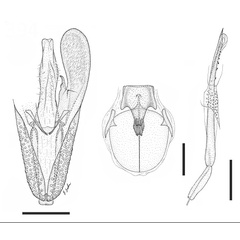 /filer/webapps/moths_gc/media/images/S/sideroxylonella_Eucosmophora_GM_USNM.jpg