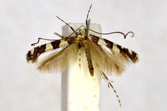 Acrocercops homalacta