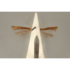 /filer/webapps/moths_gc/media/images/S/spodophylla_Acrocercops_ST_ANIC31-036693_ventral.jpg