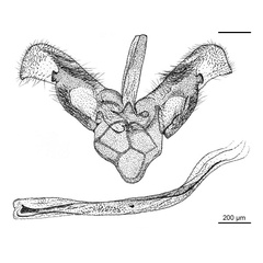 /filer/webapps/moths_gc/media/images/O/oceanica_Conopomorpha_GM_DePrins-etal_2025_31.jpg