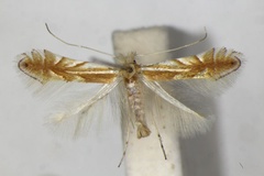 Phyllonorycter mirbeckifoliae