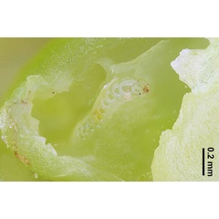 /filer/webapps/moths_gc/media/images/O/obovatella_Epicephala_larva_Euo_etal_2025_346.jpg