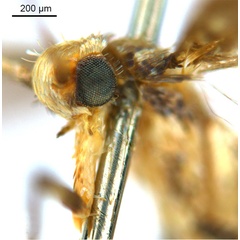 /filer/webapps/moths_gc/media/images/P/pinna_Ponga_HT_head2_De-Prins-etal_2025_274.jpg