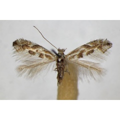 /filer/webapps/moths_gc/media/images/C/connexella_Phyllonorycter_A_ZSM_2.jpg