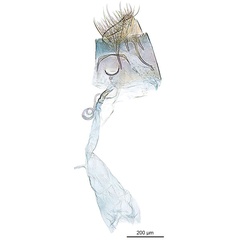 /filer/webapps/moths_gc/media/images/H/holoteles_Cuphodes_PT_GF_ANIC.jpg