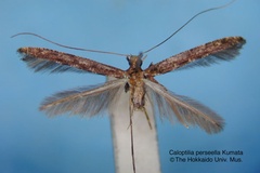 Caloptilia perseella