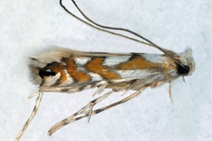 Leucocercops dasmophora