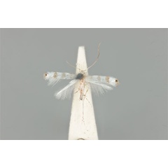 /filer/webapps/moths_gc/media/images/P/pertenuis_Acrocercops_HT_ANIC31-010805_dorsal.jpg