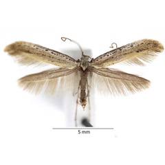 /filer/webapps/moths_gc/media/images/T/tringipennella_Aspilapteryx_RBINS_02.jpg