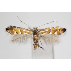 /filer/webapps/moths_gc/media/images/L/longispinata_Phyllonorycter_A_ZSM_2.jpg