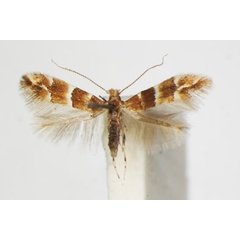 /filer/webapps/moths_gc/media/images/T/tristrigella_Phyllonorycter_A_ZSM_4.jpg