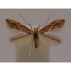 /filer/webapps/moths_gc/media/images/V/viminiella_Phyllonorycter_A_Langmaid_01.jpg