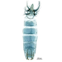 /filer/webapps/moths_gc/media/images/A/acrobaphes_Epicephala_GM_abdomen_ANIC.jpg