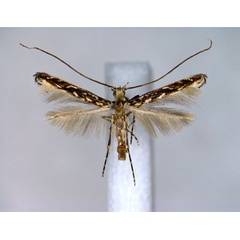 /filer/webapps/moths_gc/media/images/L/labyrinthica_Stomphastis_A_EIHU.jpg