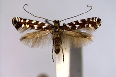 Parornix pfaffenzelleri