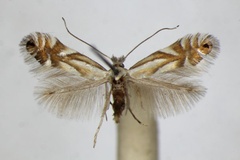 /filer/webapps/moths_gc/media/images/R/rajella_alniella_Phyllonorycter_A_ZSM.jpg