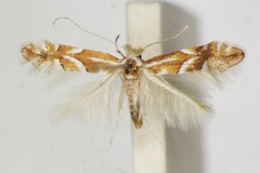 Phyllonorycter monspessulanella