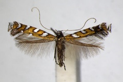 Sauterina hofmanniella