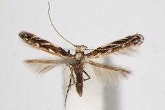 Liocrobyla desmodiella