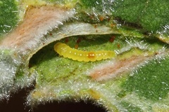 Cameraria melhaniella