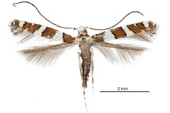 Telamoptilia pavoniae
