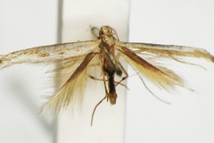 Parectopa trichophysa