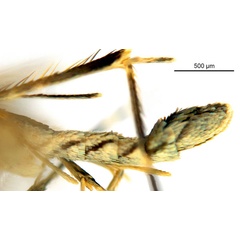 /filer/webapps/moths_gc/media/images/N/nix_Diphtheroptila_HT_abdomen_ANIC.jpg