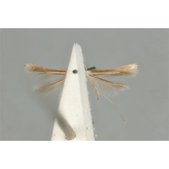 /filer/webapps/moths_gc/media/images/M/maculosa_Cuphodes_PLT_ANIC31-087221_ventral.jpg