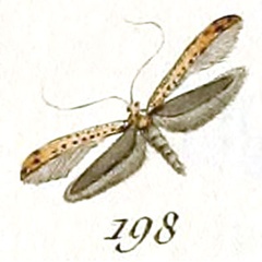 /filer/webapps/moths_gc/media/images/R/roscipennella_Tinea_HT_Huebner_29-198.jpg